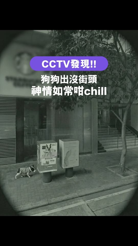 3HK — Win pet camera or cat litter by sharing creative suggestions on finding a lost dog.