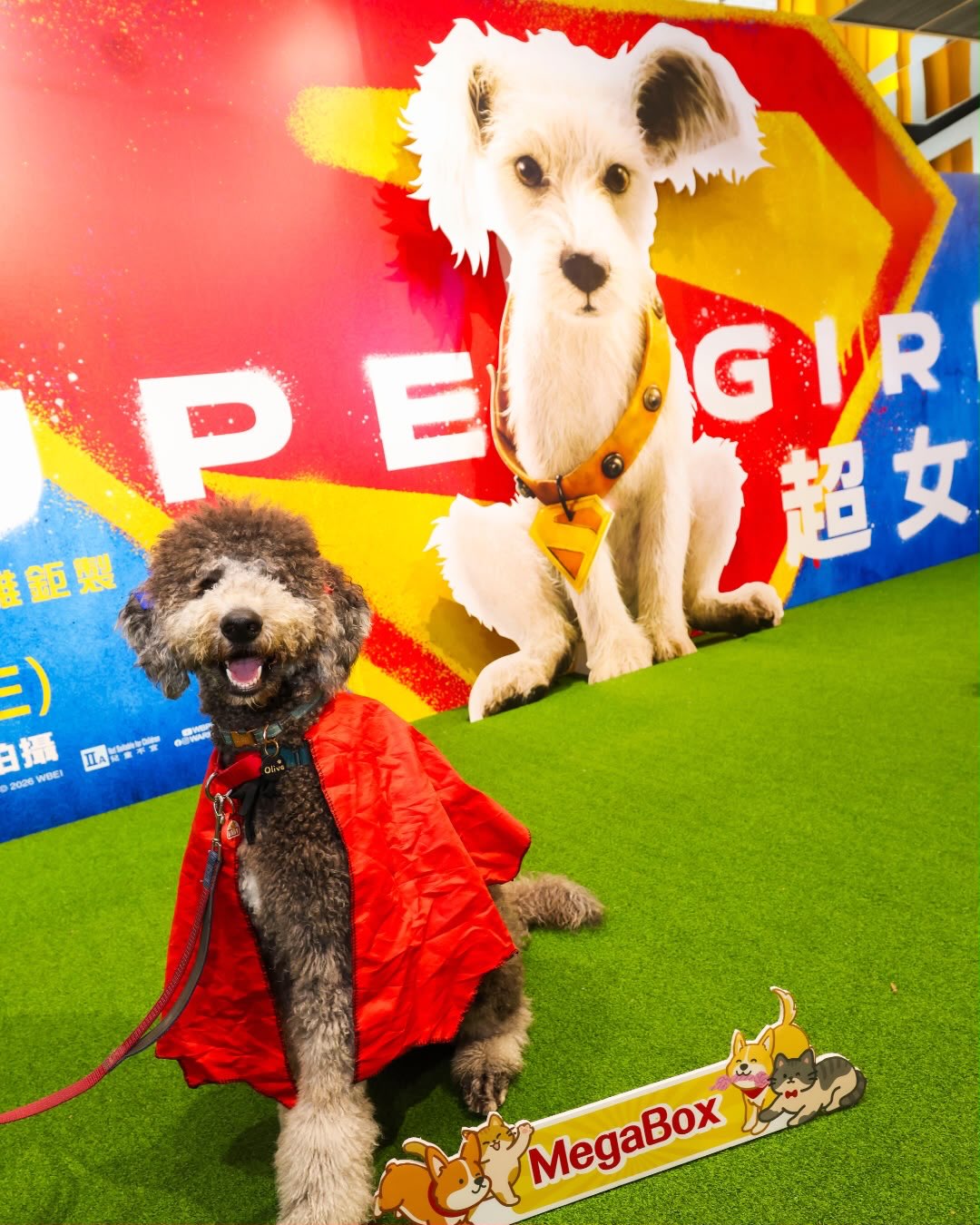 megabox — Attendees of the pet-friendly movie event received vouchers from multiple pet-friendly merchants, dining vouchers, and movie merchandise.