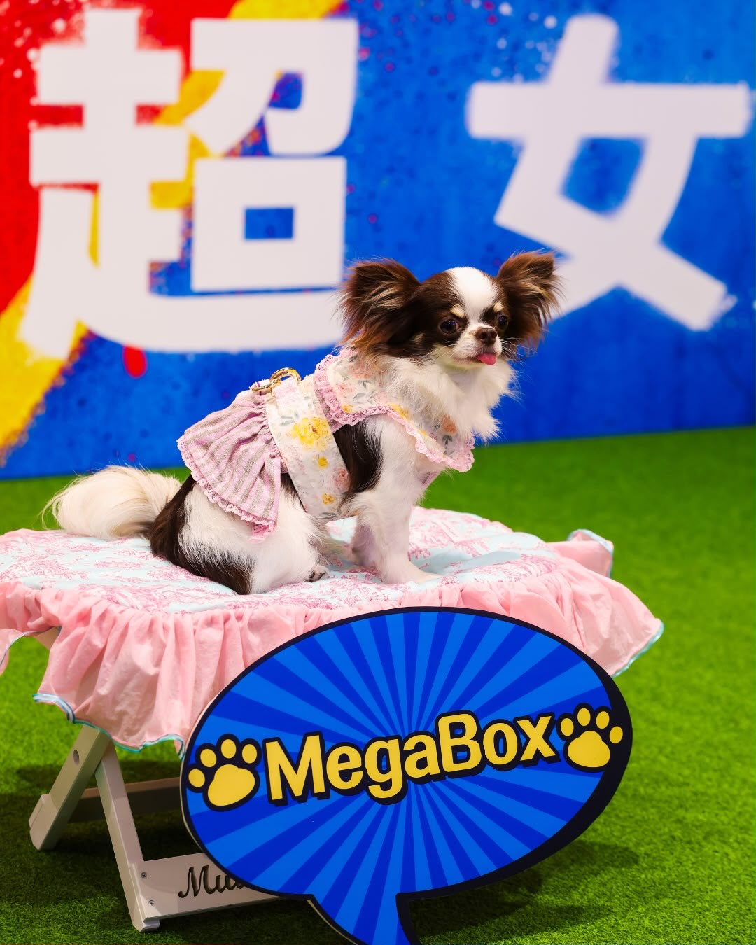 megabox — Attendees of the pet-friendly movie event received vouchers from multiple pet-friendly merchants, dining vouchers, and movie merchandise.