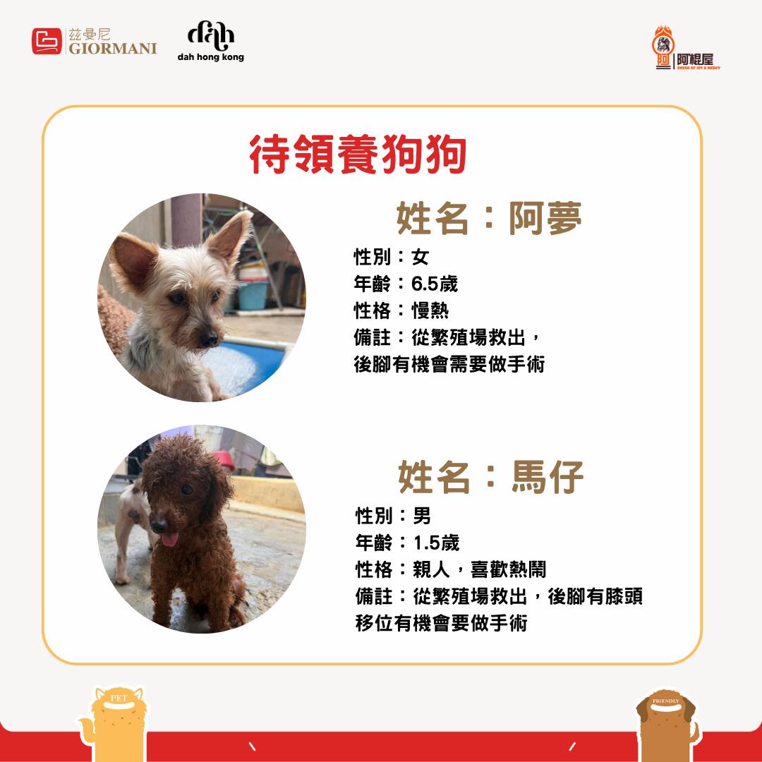 giormani — Register as GIORMANI member at adoption event on 7/18 to receive furniture discount voucher, buy-1-get-1 coffee coupon, and branded phone strap.
