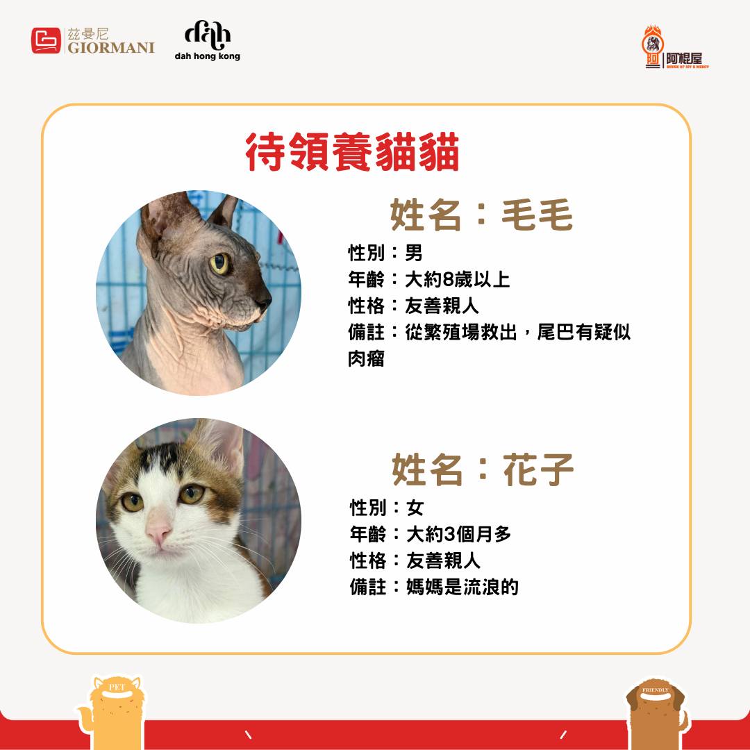 giormani — Register as GIORMANI member at adoption event on 7/18 to receive furniture discount voucher, buy-1-get-1 coffee coupon, and branded phone strap.